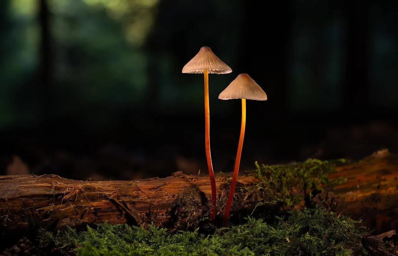 Hvordan vælger jeg den rigtige type spagnum til mit plantearrangement?