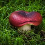 Hvordan ved jeg, om min spagnum er af høj kvalitet?